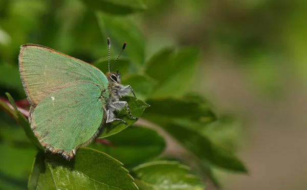 Bir yaprağın üzerine tüneyen çarpıcı bir Yeşil Kelebek (Callophrys rubi).