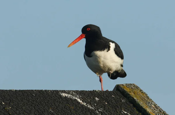 스코틀랜드 오크니에 자리잡고 아름다운 잡이새 Haematopus Ostralegus — 스톡 사진