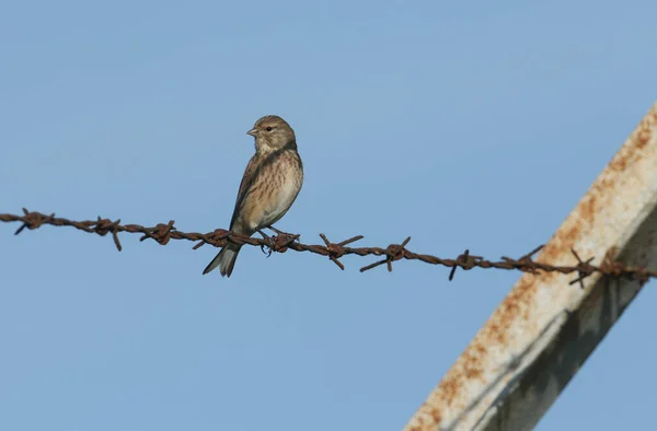 Vacker Linnet Linaria Cannabina Sittande Ett Taggtrådsstängsel — Stockfoto