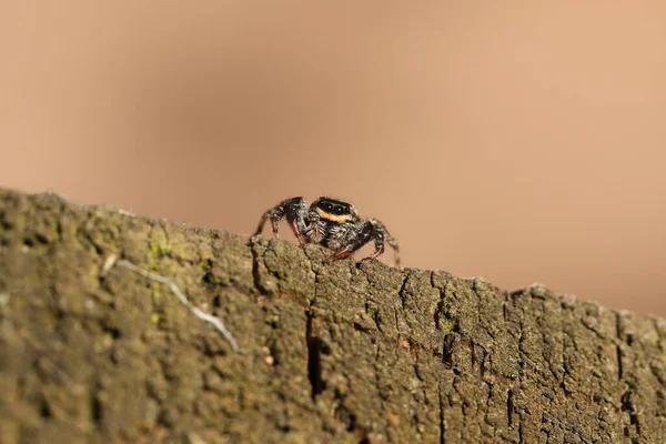 A cute fencepost Jumping Spider, Marpissa muscosa, hunting on a wooden fence at the edge of woodland.