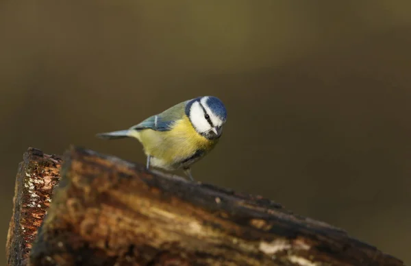 Stunning Blue Tit Cyanistes Caeruleus Perched Old Log Searching Food — Stock Photo, Image