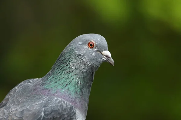 A head shot of a pretty Feral pigeon, Columba livia.