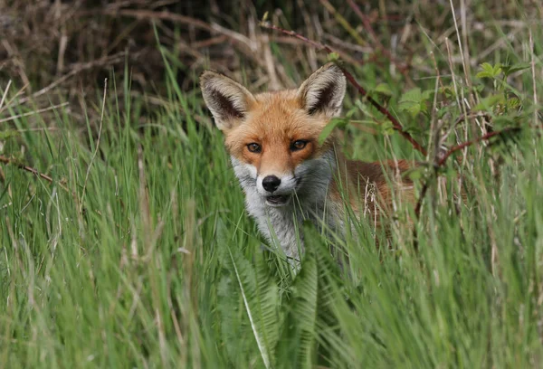 Uma Magnífica Caça Selvagem Red Fox Vulpes Vulpes Grama Longa — Fotografia de Stock