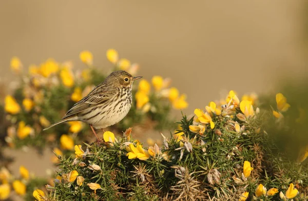 Impresionante Meadow Pipit Anthus Pratensis Encaramado Arbusto Arbustos Florecientes — Foto de Stock