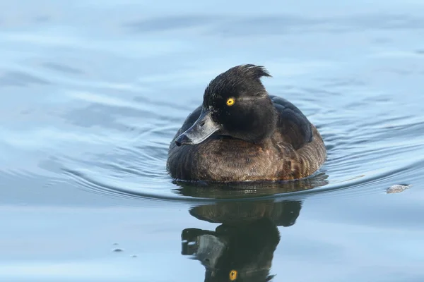 Pato Adornado Aythya Fuligula Nadando Lago Reino Unido — Fotografia de Stock