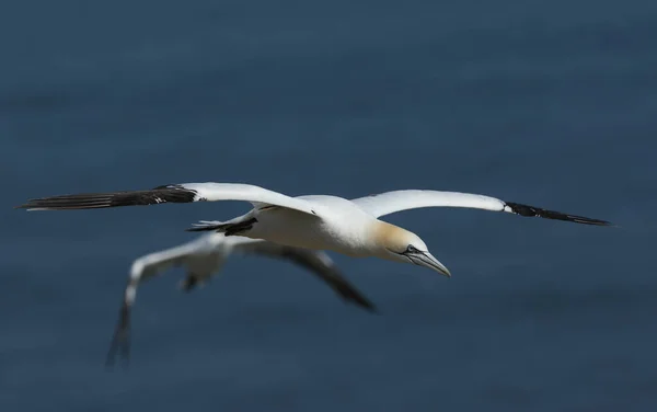 Hermoso Gannet Morus Bassanus Volando Sobre Mar Bempton Cliffs Yorkshire —  Fotos de Stock