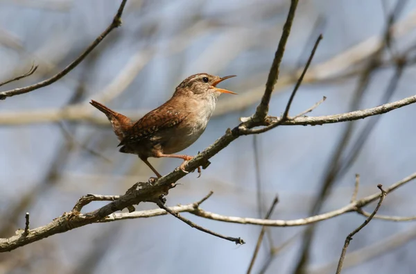 Ein Schöner Singender Zaunkönig Troglodytes Thront Auf Einem Ast Eines — Stockfoto