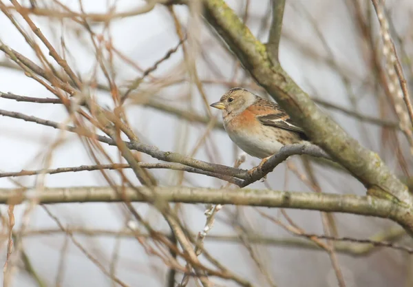 Pretty Brambling Fringilla Montifringilla Perching Branch Willow Tree — Stock Photo, Image