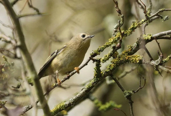 Sweet Goldcrest Regulus Regulus Perching Lichen Covered Branch Firecrest Smallest — Stock Photo, Image