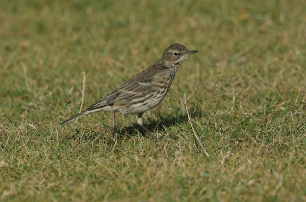 Egy Szép Rock Pipit Anthus Petrosus Földön Ücsörög Fűben Rovarokra — Stock Fotó