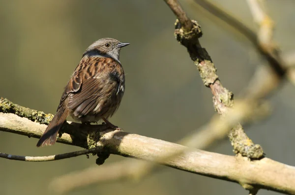 Een Zoete Dunnock Prunella Modularis Hedge Sparrow Die Het Voorjaar — Stockfoto