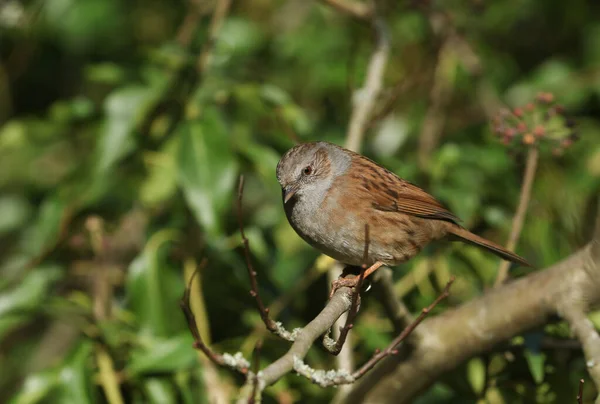 Ein Hübscher Dunnock Prunella Modularis Oder Heckensperling Der Auf Einem — Stockfoto