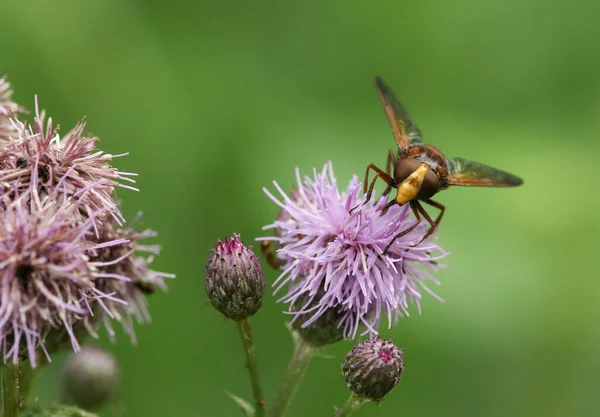 Hornet Mimic Hoverfly Volucella Zonaria Nectaring Thistle Flower Growing Meadow —  Fotos de Stock