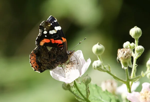 Pretty Red Admiral Butterfly Vanessa Atalanta Nectaring Blackberry Flower — Stock Photo, Image