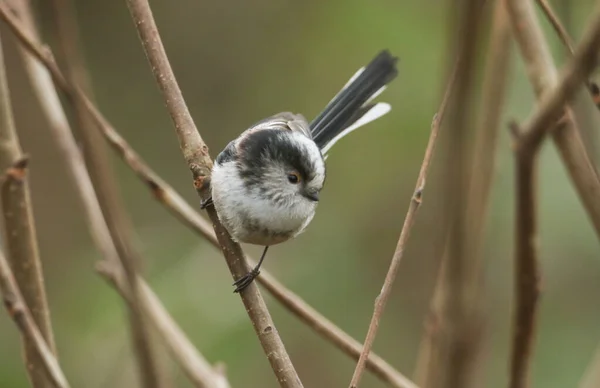 Stunning Long Tailed Tit Aegithalos Caudatus Perched Branch Tree — Stock Photo, Image