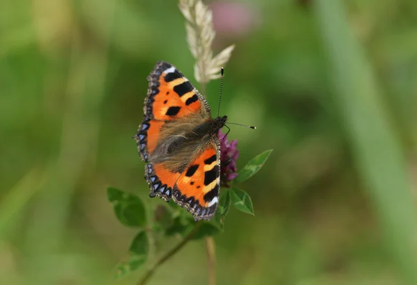 Pretty Small Tortoiseshell Butterfly Aglais Urticae Nectaring Red Clover Flower — Stock Photo, Image