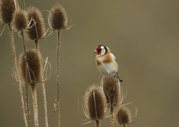 Egy Gyönyörű Goldfinch Carduelis Carduelis Aki Egy Teaselen Megette Magokat — Stock Fotó