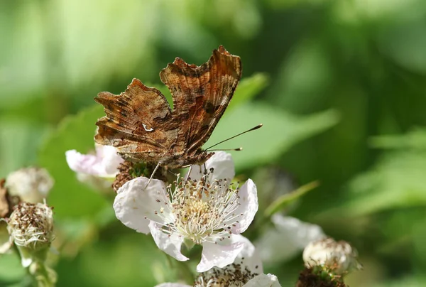 Güzel Bir Virgül Kelebeği Polygonia Albümü Böğürtlen Çiçeğinden Besleniyor — Stok fotoğraf