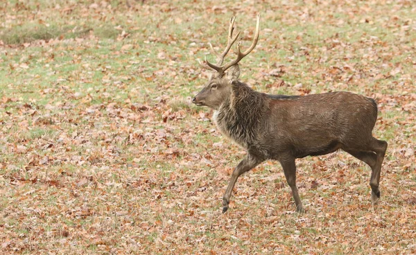 Красивый Маньчжурский Олень Cervus Nippon Mantchuricus Гуляющий Поле Осенью — стоковое фото