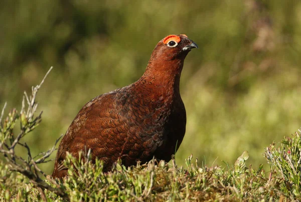 Beau Tétras Roux Mâle Lagopus Lagopus Debout Parmi Bruyère Dans — Photo