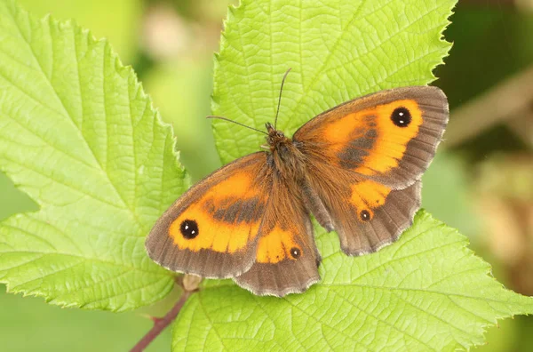 Gatekeeper Fjäril Pyronia Tithonus Ett Blad — Stockfoto