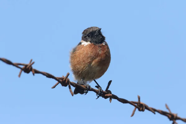 Beautiful Male Stonechat Saxicola Rubicola Perching Barbed Wire Fence Hunting — Stock Photo, Image