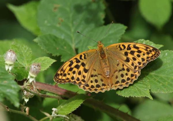 Pretty Silver Washed Fritillary Butterfly Argynnis Paphia Resting Bramble Leaf — Stock Photo, Image