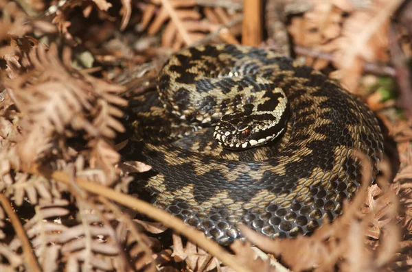 Magnifique Serpent Adder Vipera Berus Tout Juste Sorti Hibernation Prélassant — Photo