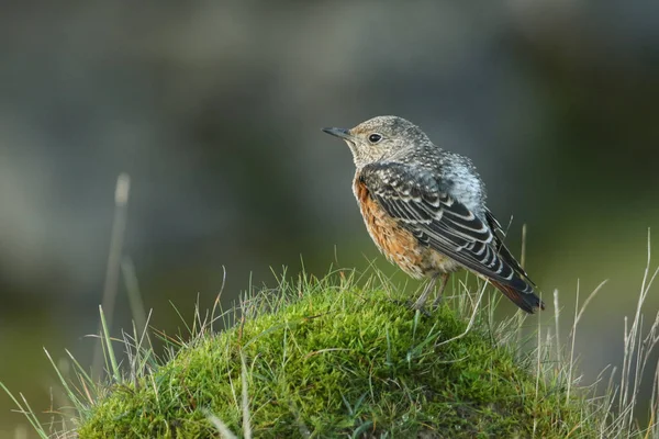 Extremadamente Raro Zorzal Roca Juvenil Monticola Saxatilis Encaramado Montículo Musgoso — Foto de Stock