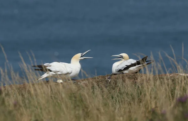 Dois Magníficos Gannet Morus Bassanus Beira Penhasco Reino Unido Com — Fotografia de Stock