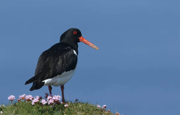 스코틀랜드 오크니에 꼭대기에 야생화에 아름다운 Haematopus Ostralegus — 스톡 사진