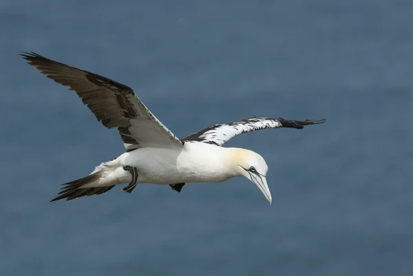 Belo Gannet Morus Bassanus Voando Sobre Mar Bempton Cliffs Yorkshire — Fotografia de Stock