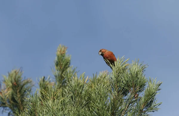 Ошеломляющая Редкая Самка Parrot Crossbill Loxia Pytyopstittacus Зимой Сидит Вершине — стоковое фото