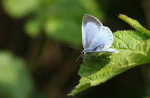 Μια Όμορφη Μπλε Πεταλούδα Celastrina Argiolus Σκαρφαλωμένη Ένα Φύλλο Την — Φωτογραφία Αρχείου
