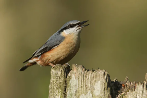 Una Hermosa Nuthatch Sitta Europaea Posada Sobre Tronco Árbol Bosque — Foto de Stock