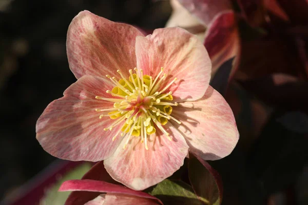 Uma Bela Rosa Natal Helleborus Pink Frost Flor — Fotografia de Stock