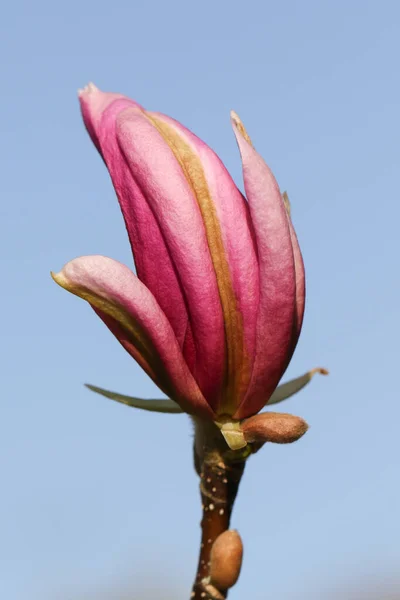 Flor Hermoso Árbol Magnolia Creciendo Jardín Reino Unido — Foto de Stock