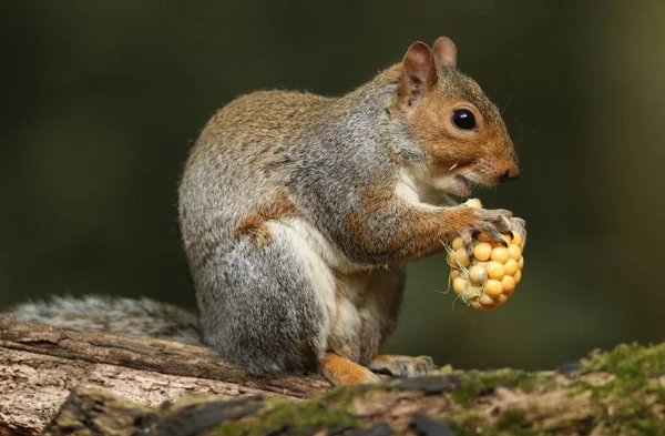 Ein Atemberaubendes Grauhörnchen Sciurus Carolinensis Frisst Ein Korn Auf Dem — Stockfoto