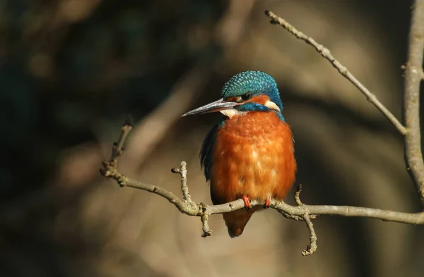 Magnifik Kvinnlig Kungsfiskare Alcedo Sitter Gren Det Har Dykt Ner — Stockfoto