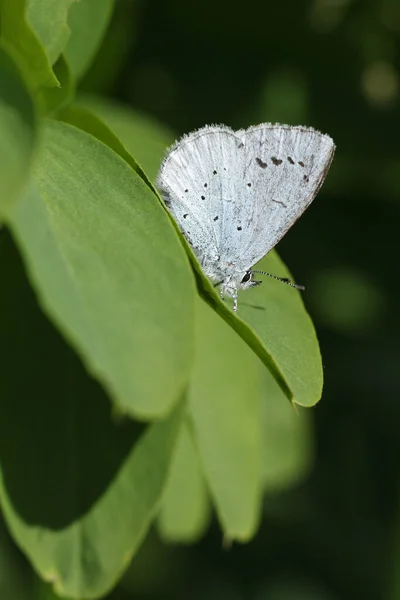 Una Hermosa Mariposa Azul Holly Celastrina Argiolus Posada Sobre Una — Foto de Stock