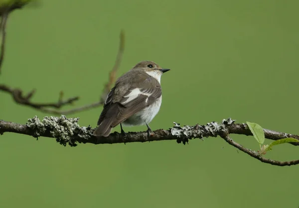 Uma Bela Fêmea Pied Flycatcher Ficedula Hypoleuca Pousando Galho Uma — Fotografia de Stock