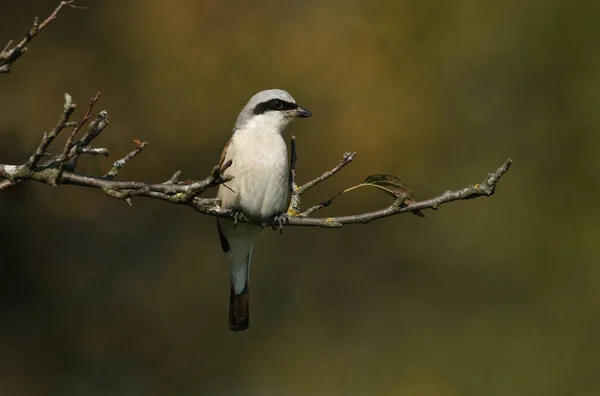 Magnificent Rare Hunting Red Backed Shrike Lanius Collurio Perched Tree — Stock Photo, Image