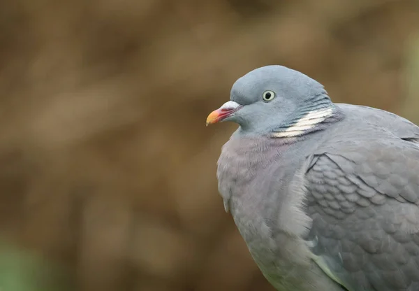 Een Hoofd Shot Van Een Mooie Woodpigeon Columba Palumbus — Stockfoto