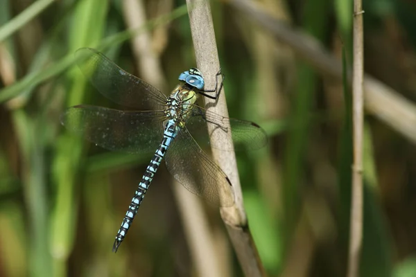Rare Southern Migrant Hawker Dragonfly Aeshna Affinis Perching Reed — Stock Photo, Image