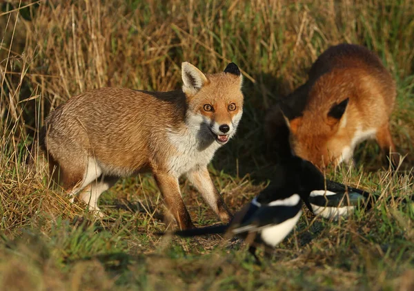 Two magnificent hunting wild Red Foxes, Vulpes vulpes foraging for food in a meadow. They are being closely watched by two Magpies.