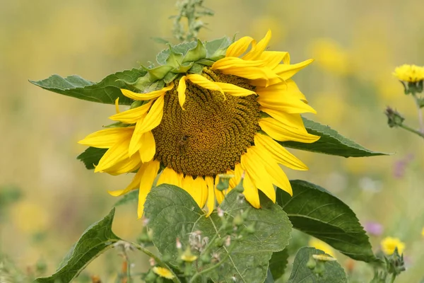 Joli Tournesol Poussant Dans Une Prairie Fleurs Sauvages Royaume Uni — Photo