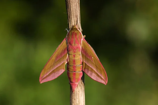 Μια Όμορφη Elephant Hawk Σκώρος Deilephila Elpenor Σκαρφαλώνει Στο Στέλεχος — Φωτογραφία Αρχείου