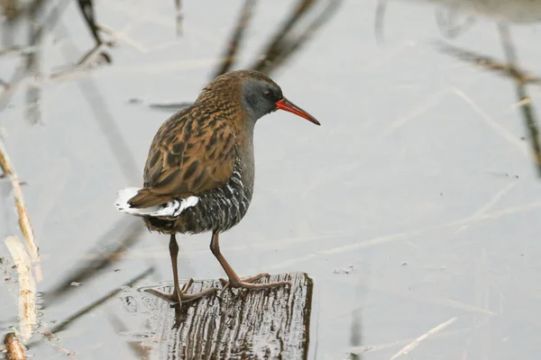 Magnifique Râle Eau Rallus Aquaticus Perché Sur Morceau Bois Flottant — Photo