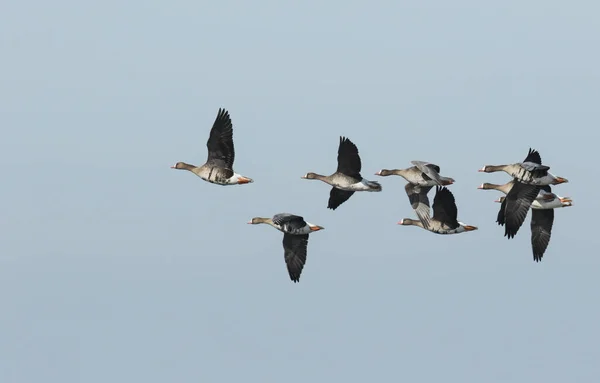 Grupo Gansos Fachada Blanca Anser Albifrons Vuelo —  Fotos de Stock