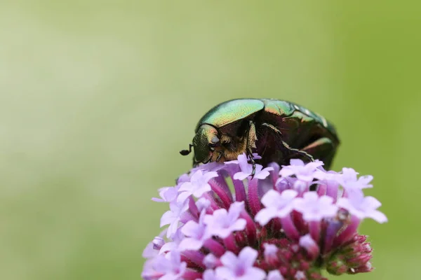 Ein Hübscher Rosenkäfer Oder Der Grüne Rosenkäfer Käfer Cetonia Aurata — Stockfoto